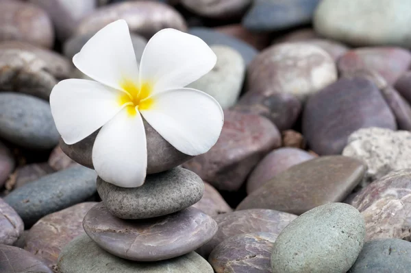 Frangipani on a stack of rocks Stock Photo