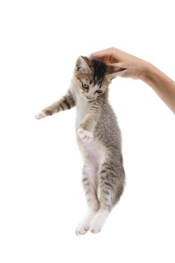 bir yandan küçük yavru kedi