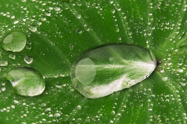 Waterdruppels — Stockfoto