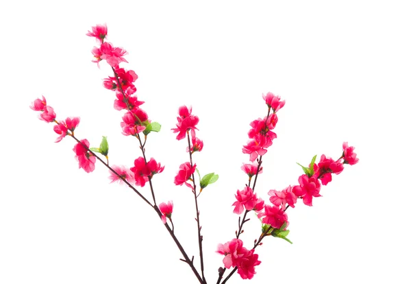 Cherry blossom isolerade i vitt — Stockfoto