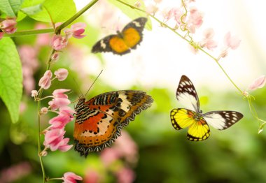 butterfly flying in the summer on a beautiful tree clipart