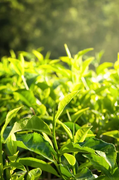 Groene thee blad in de ochtend — Stockfoto