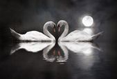 romantický labuť v den svatého Valentýna