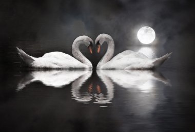 Sevgililer günü sırasında romantik Kuğu