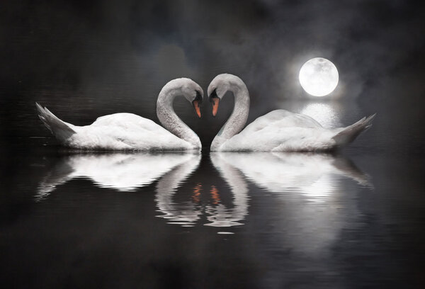 романтический лебедь в день Святого Валентина
