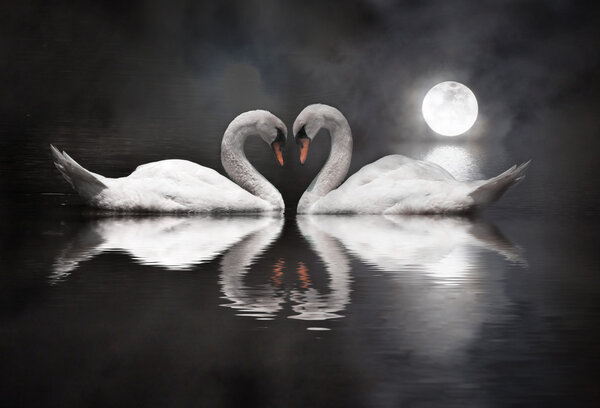romantic swan during valentine's day