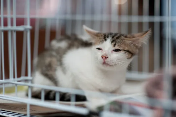 Gato doente vadio sendo resgatado — Fotografia de Stock