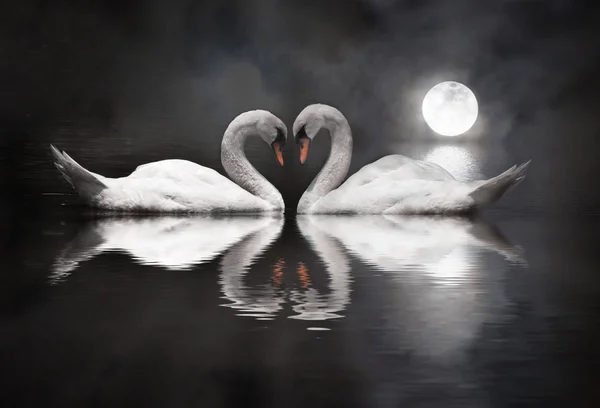 Sevgililer günü sırasında romantik Kuğu Telifsiz Stok Fotoğraflar