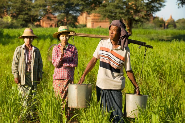 Tradicional asiático agricultor volver de un cosecha arroz campo i — Foto de Stock