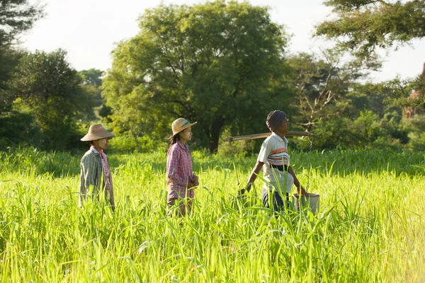 Tradicional asiático agricultor volver de un cosecha arroz campo i — Foto de Stock