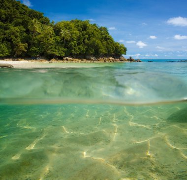 35Foto de bambú hojas aisladas sobre fondo blanco