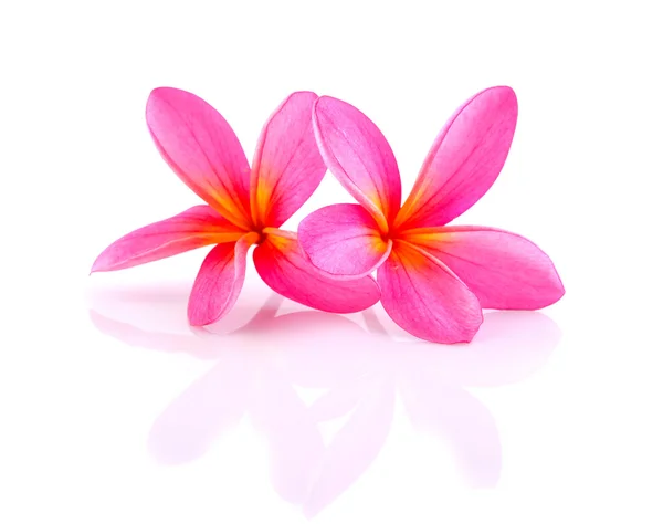 Frangipani Blume isoliert mit weißem Hintergrund — Stockfoto