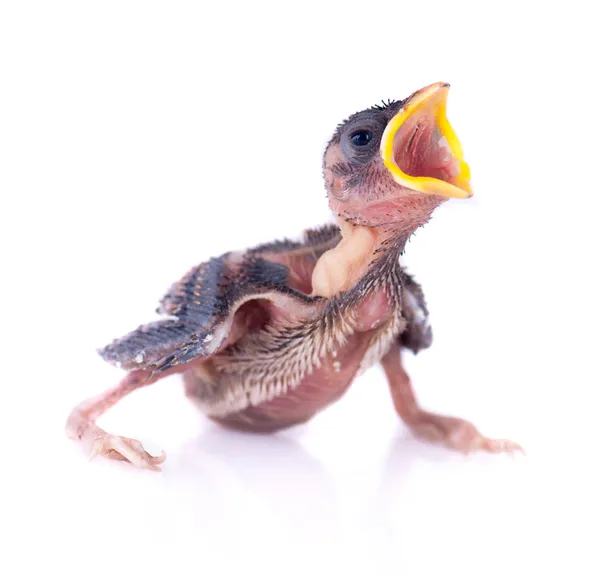 Bebê pássaro de engolir solado em branco e com fome de comida — Fotografia de Stock