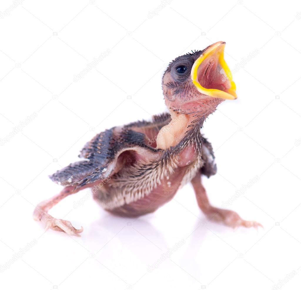 Baby bird of swallow solated on white and hungry for food