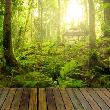 Ray bir ışık ve tahta woods, lâyık Rainforest prod
