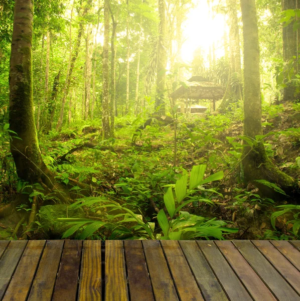 Deštný prales s paprsek světla a prkno woods, vhodné pro prod — Stock fotografie