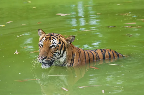 Tigre nadando en la naturaleza — Foto de Stock