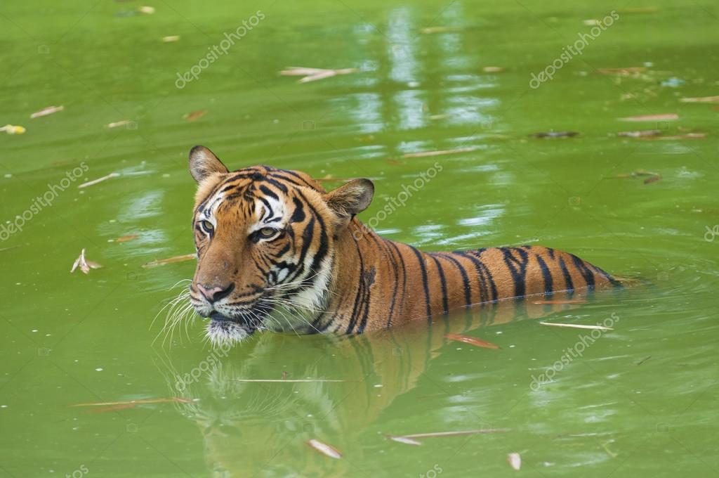 tigre nadando en la naturaleza 2023
