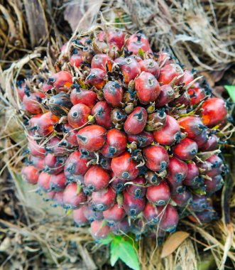 hurma yağı tohum ile Palm yağı saç ekimi