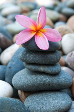 Frangipani çakıl ve taş spa amaç için