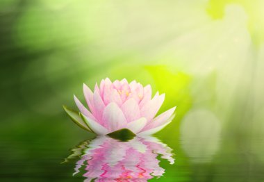 ışık hüzmesi ile yaz aylarında çiçek açan lotus