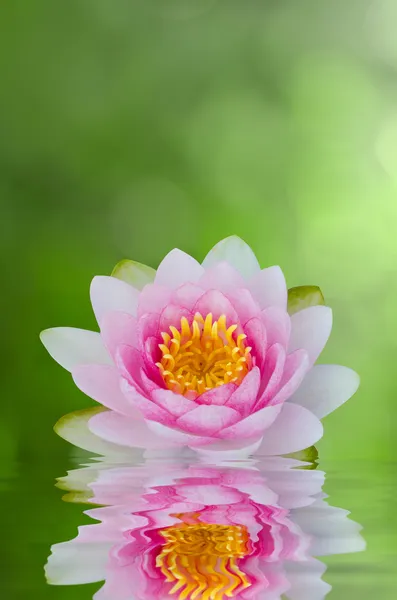 Water lily, lotus op water met reflecties — Stockfoto