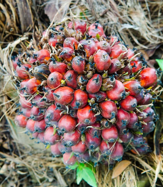 Plantación de aceite de palma con semillas de aceite de palma — Foto de Stock