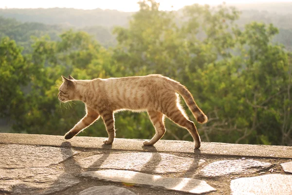 Gato andando durante o pôr do sol — Fotografia de Stock