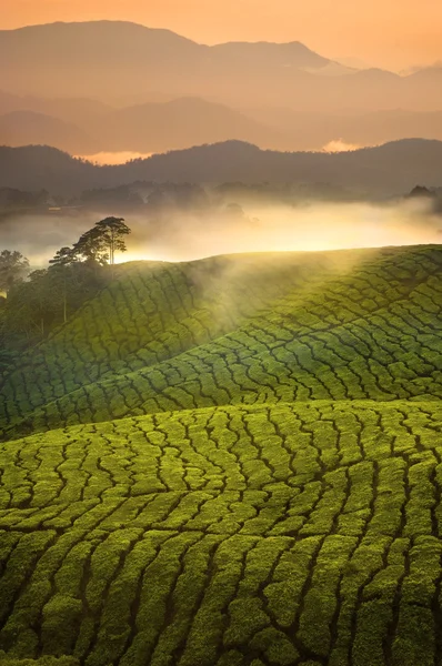 Thee plantage zonsopgang vroeg in de ochtend met mist op cameron highlan — Stockfoto