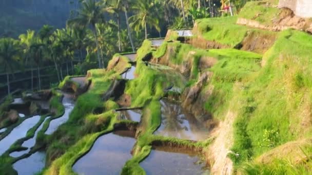 Terraço campos de arroz — Vídeo de Stock