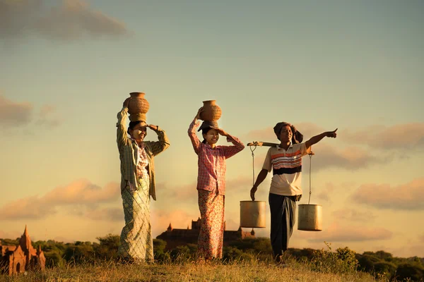 Agricultor asiático tradicional durante la puesta del sol en un campo de arroz en bagan —  Fotos de Stock