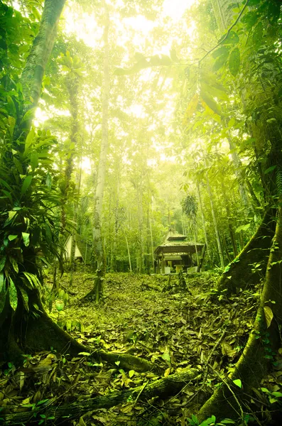 Selva tropical en Malasia durante la madrugada con nieblas —  Fotos de Stock