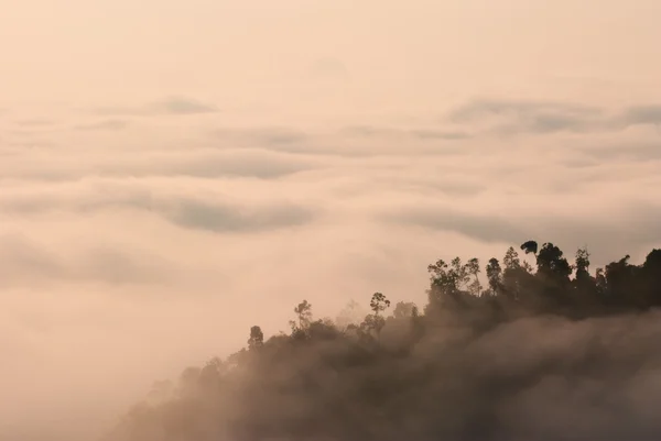 Mlha tropický prales krajiny v Malajsii — Stock fotografie