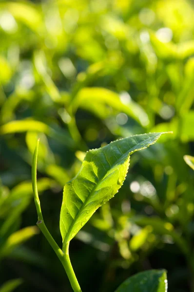 Theebladeren met plantage in de achtergrond (ochtend) — Stockfoto