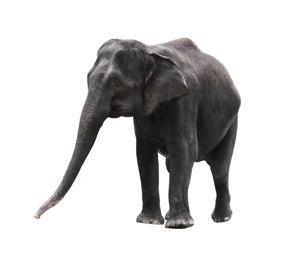 Asiatique éléphant isolé sur fond blanc — Photo