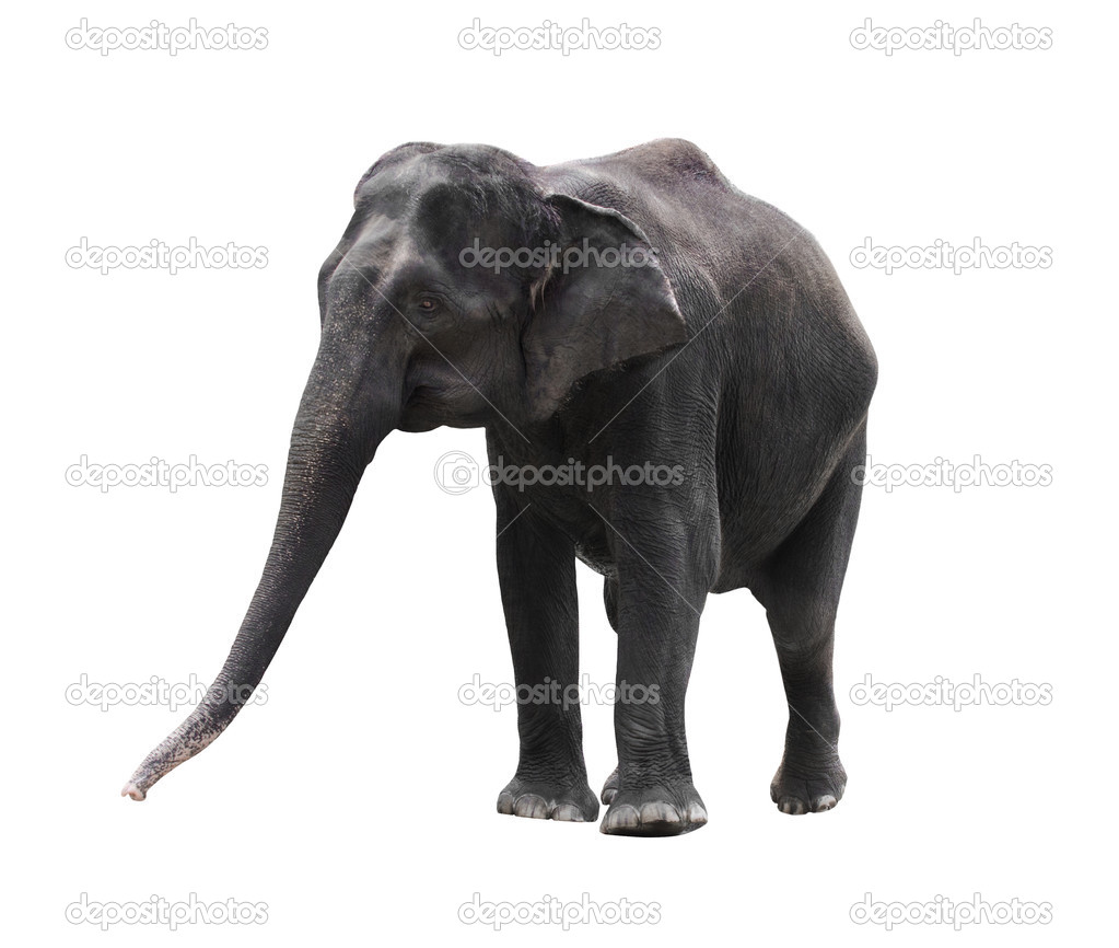asian elephant isolated on white background