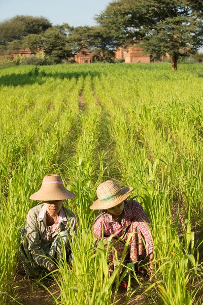 Hagyományos farmer ültetés — Stock Fotó