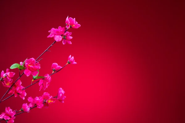 Fiore di ciliegio durante il capodanno cinese con sfondo rosso — Foto Stock