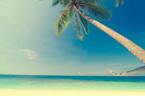 Coconut on a beach — Stock Photo, Image