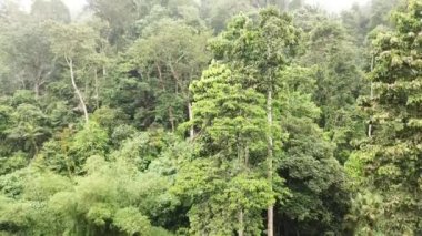 Sunrise in the rainforest with fogs and low clouds. malaysia forest, drone view