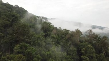 Sunrise in the rainforest with fogs and low clouds. malaysia forest, drone view