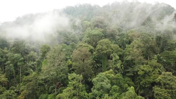 Sunrise Rainforest Fogs Low Clouds Malaysia Forest Drone View — 图库视频影像