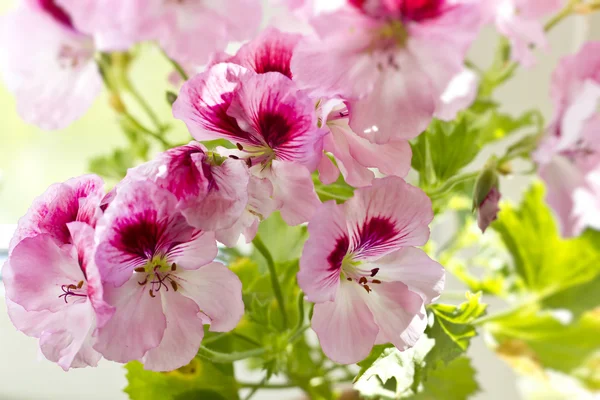 Pembe pelargonia çiçek ve yeşil yaprakları makro — Stok fotoğraf