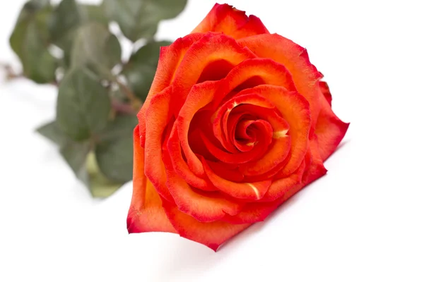 Червона троянда на білому — стокове фото