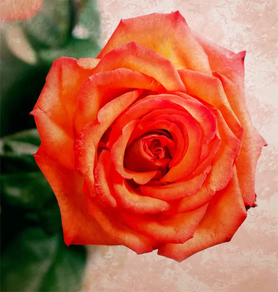 Червона троянда гранжева паперова текстура — стокове фото