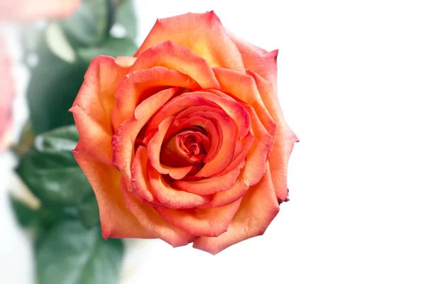 Rosa rossa fiore su sfondo bianco — Foto Stock