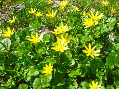 Sarı bahar çiçekleri yakın çekim