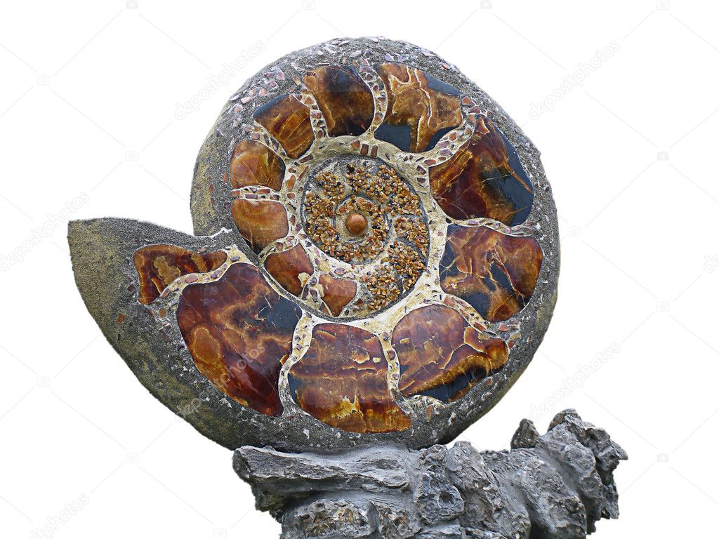 Ammolite stoned seashell