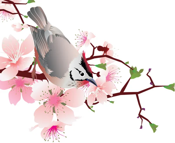 Oiseau sur la cerise en fleurs — Image vectorielle