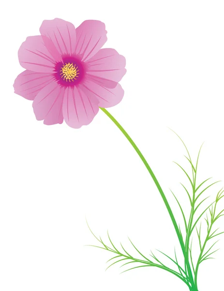 Vector illustration of cosmos flower — Stock Vector